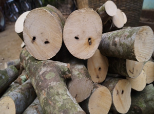 An overview on Trade and Distribution of Agar wood in North-East India